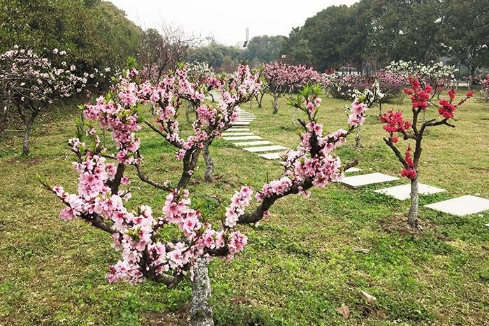 仙桃逢春花园最新消息-春意盎然，仙桃花园动态速递