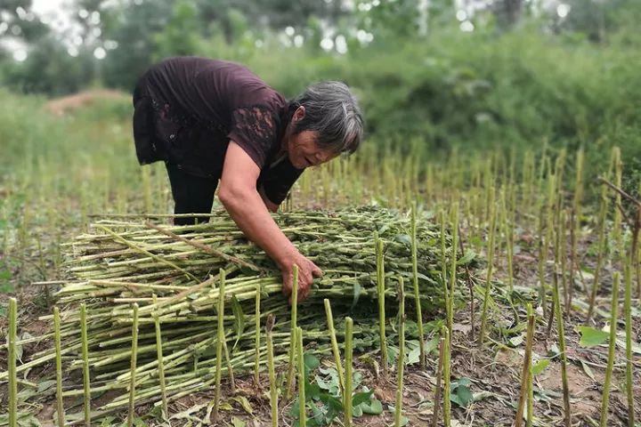 文昌小梁范围芝麻最新-文昌小梁芝麻新上市