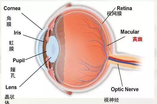 治疗黄斑病变最新特效药